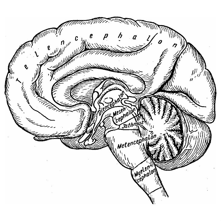 Строение мозга черно белая картинка